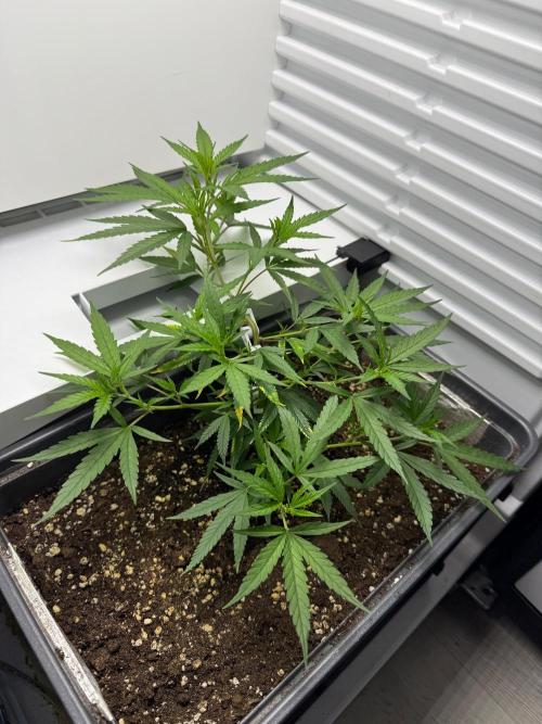 Fridgegrow 2.0 | Candy Store RBX. Week 1