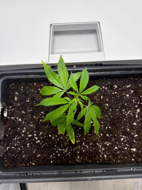 Fridgegrow 2.0 | Glitter bomb. Week 1