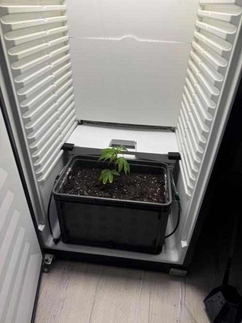 Fridgegrow 2.0 | Glitter bomb. Week 1