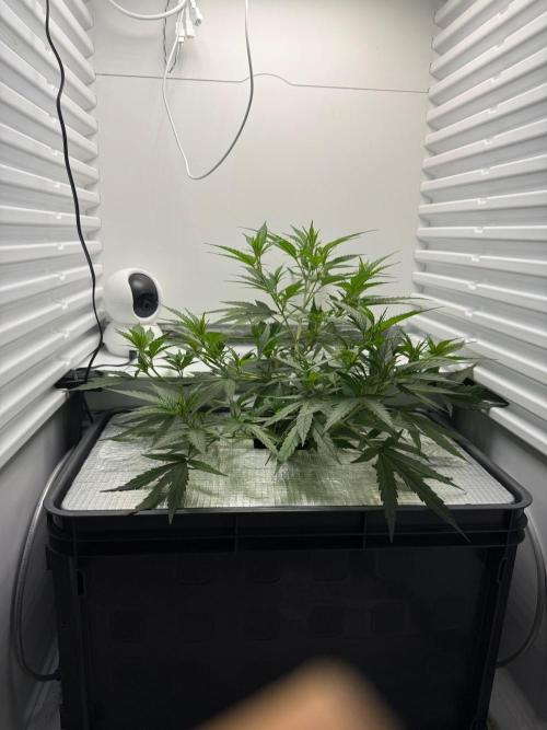 Fridgegrow 2.0 | Candy Store RBX. Week 2