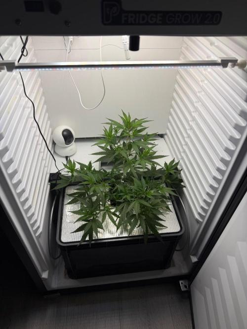 Fridgegrow 2.0 | Candy Store RBX. Week 2