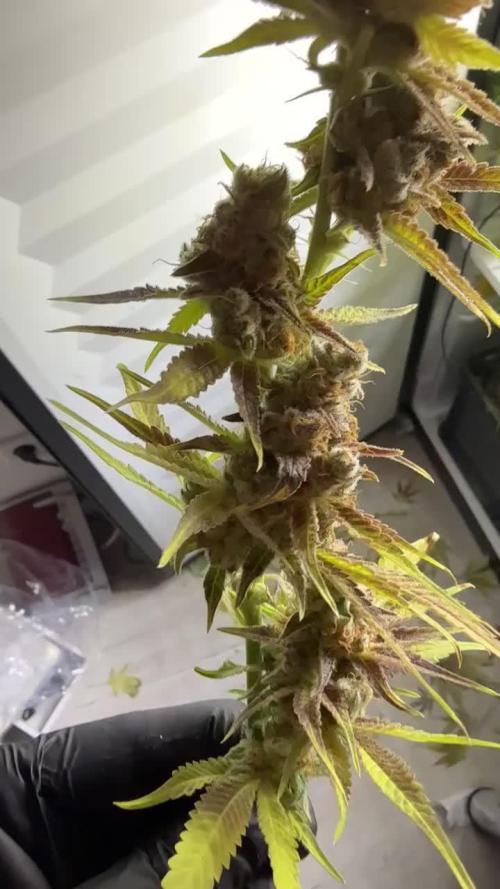 Fridgegrow 2.0 | Dantes Inferno