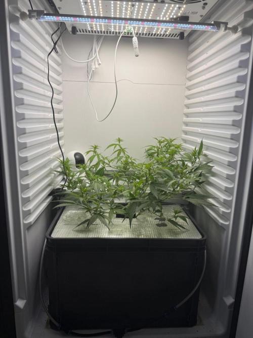Fridgegrow 2.0 | Candy Store RBX. Week 3