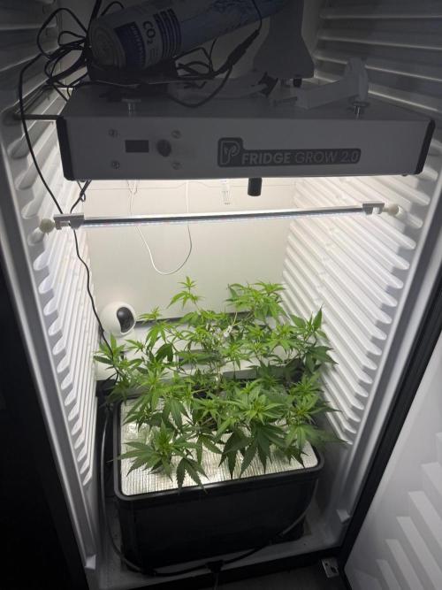 Fridgegrow 2.0 | Candy Store RBX. Week 3
