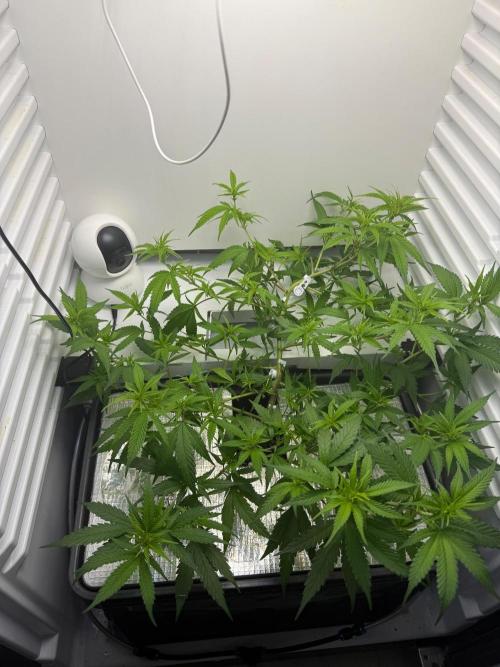 Fridgegrow 2.0 | Candy Store RBX. Week 3