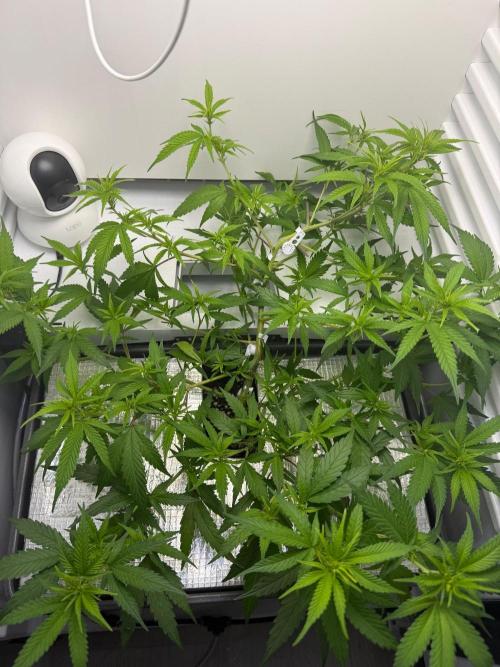 Fridgegrow 2.0 | Candy Store RBX. Week 3