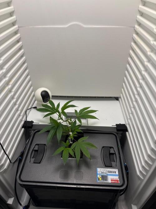 Fridgegrow 2.0 | Glitter bomb. Week 2