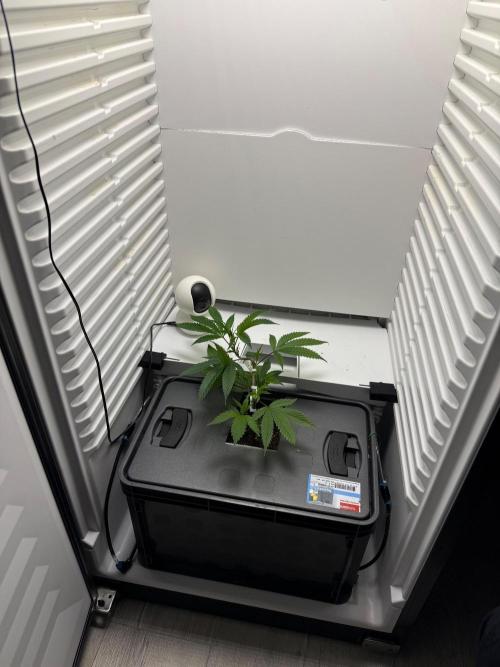 Fridgegrow 2.0 | Glitter bomb. Week 2