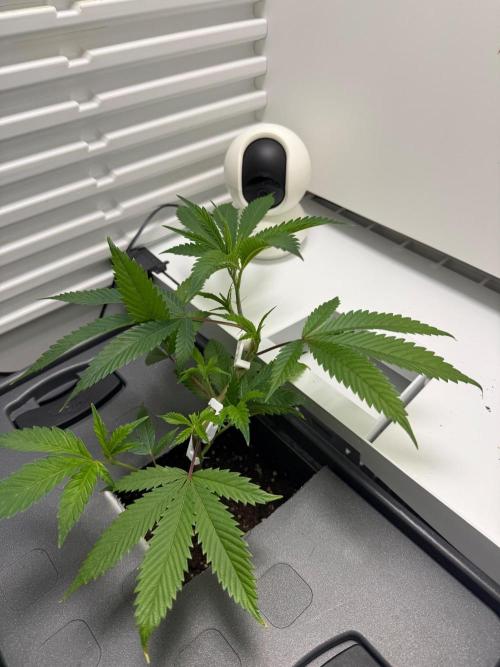 Fridgegrow 2.0 | Glitter bomb. Week 2
