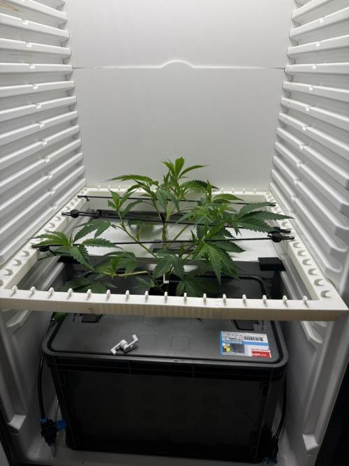 Fridgegrow 2.0 | Glitter bomb. Week 3