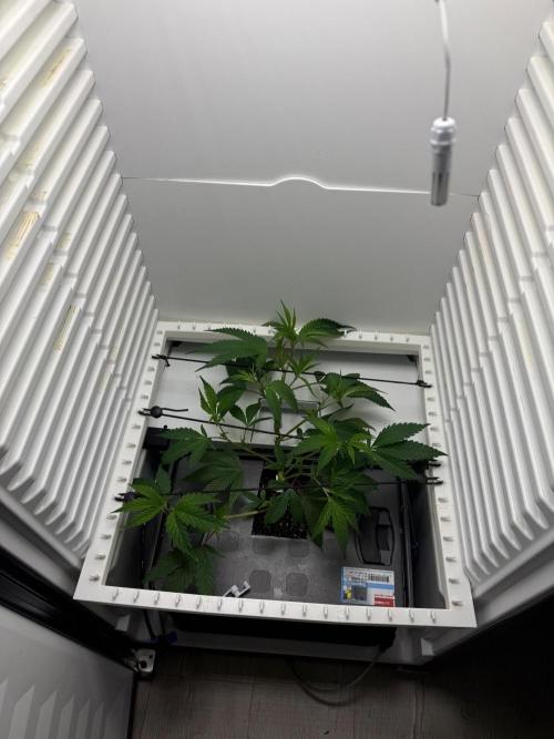 Fridgegrow 2.0 | Glitter bomb. Week 3