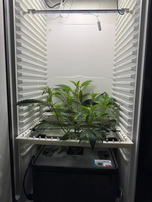 Fridgegrow 2.0 | Glitter bomb. Week 4