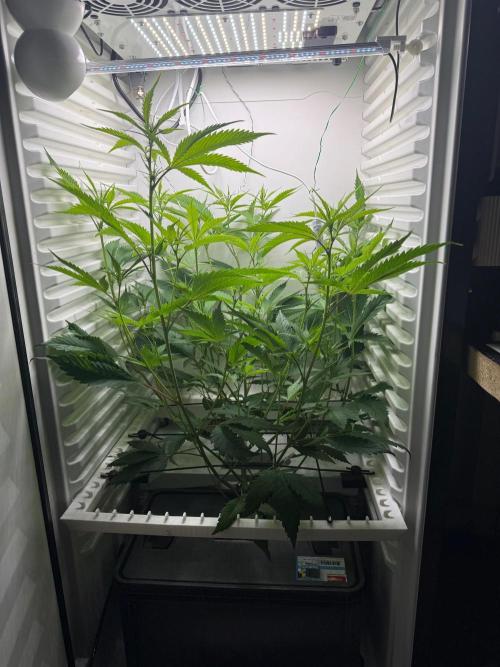 Fridgegrow 2.0 | Glitter bomb. Week 5