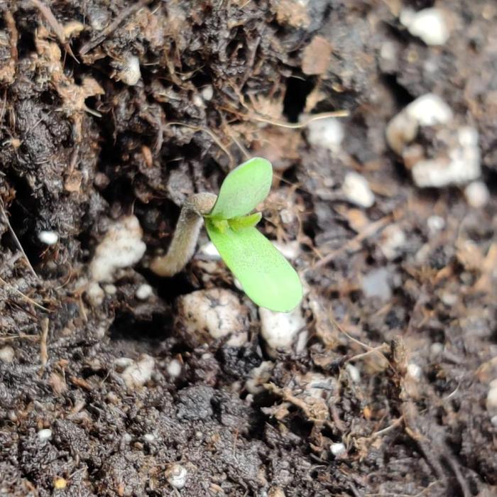 RQS Royal Creamatic. Week 0