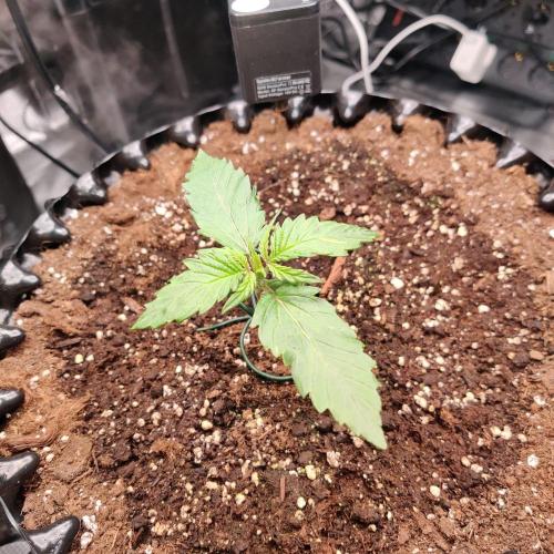 RQS Royal Creamatic. Week 1