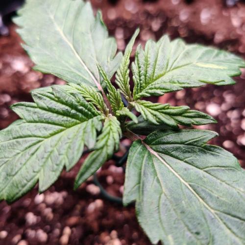 RQS Royal Creamatic. Week 1