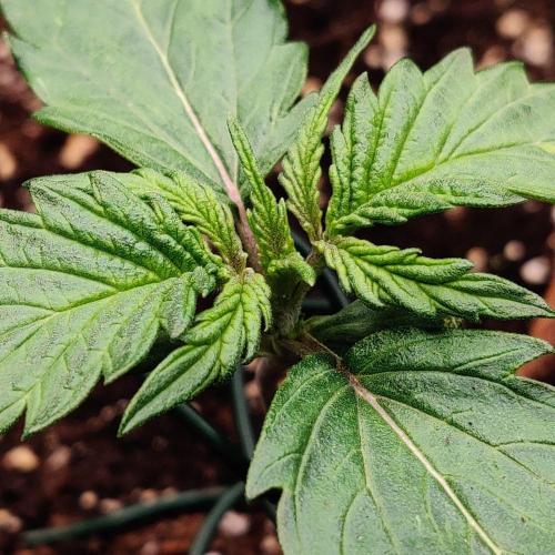 RQS Royal Creamatic. Week 1