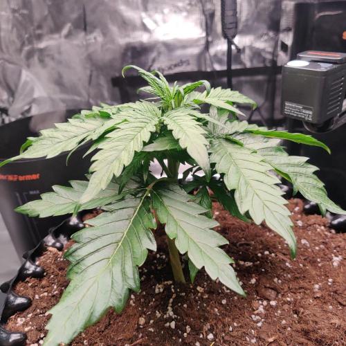 RQS Royal Creamatic. Week 2