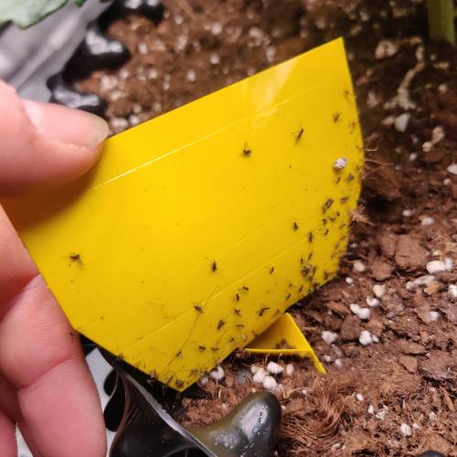 RQS Royal Creamatic. Week 2