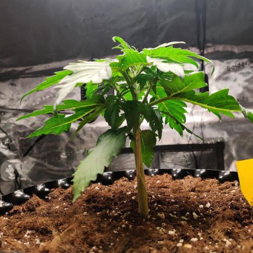 RQS Royal Creamatic. Week 2