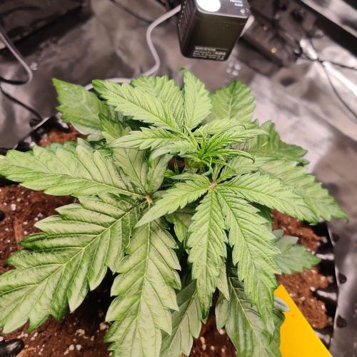 RQS Royal Creamatic. Week 2