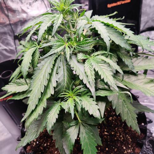 RQS Royal Creamatic. Week 3