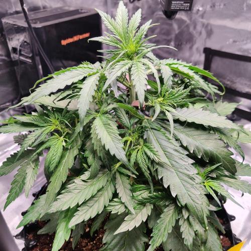 RQS Royal Creamatic. Week 3