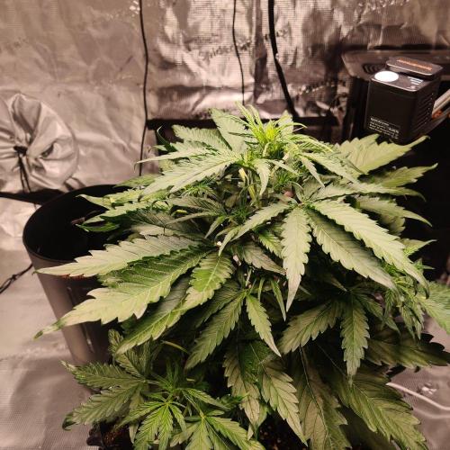 RQS Royal Creamatic. Week 3