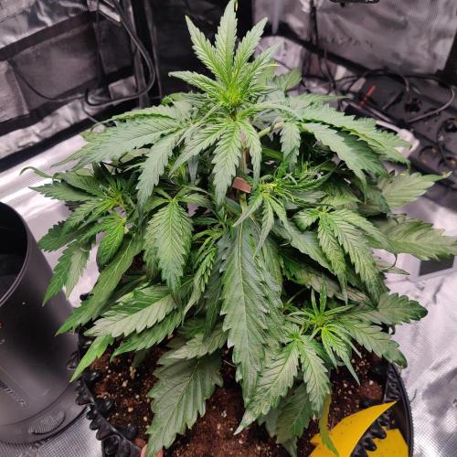 RQS Royal Creamatic. Week 3