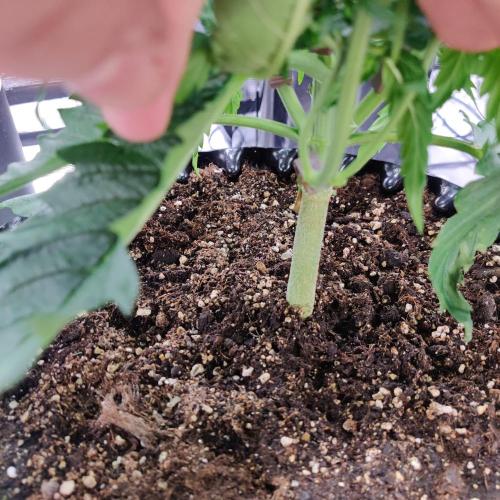 RQS Royal Creamatic. Week 3