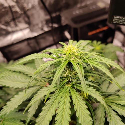 RQS Royal Creamatic. Week 4