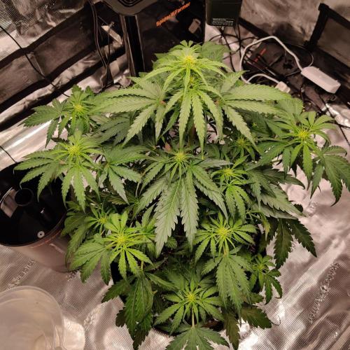 RQS Royal Creamatic. Week 4