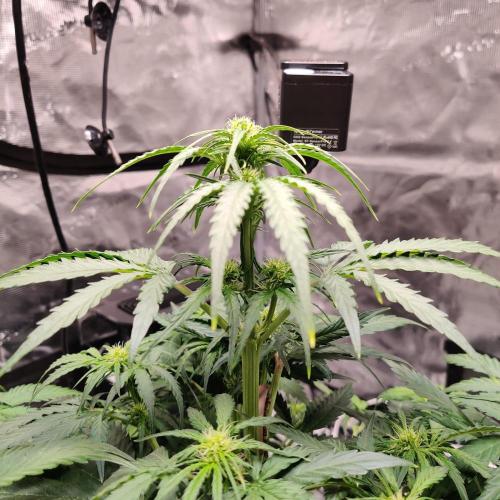 RQS Royal Creamatic. Week 4