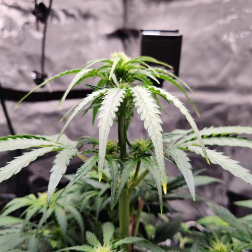 RQS Royal Creamatic. Week 4