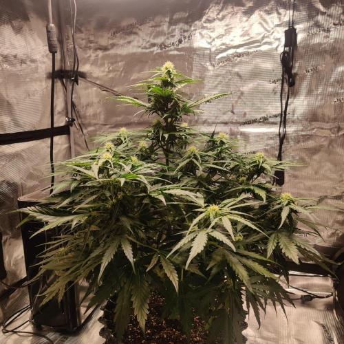 RQS Royal Creamatic. Week 5