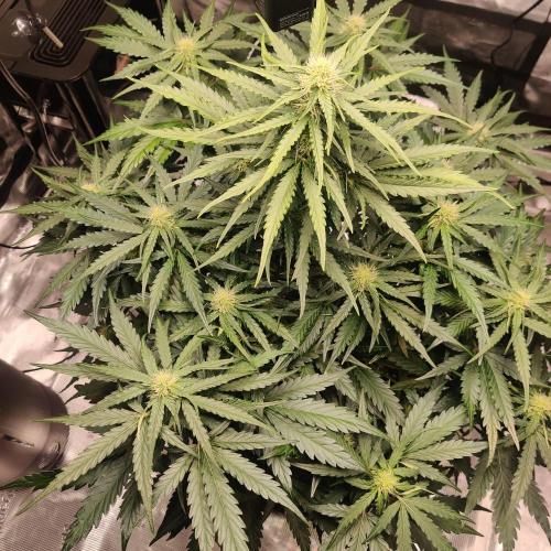 RQS Royal Creamatic. Week 5