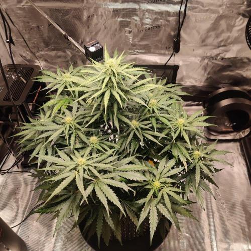 RQS Royal Creamatic. Week 5
