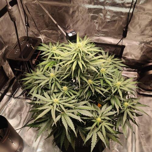 RQS Royal Creamatic. Week 5
