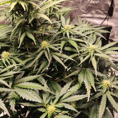 RQS Royal Creamatic. Week 5