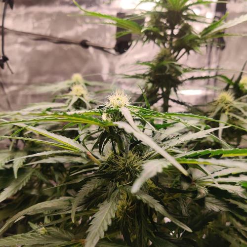 RQS Royal Creamatic. Week 5