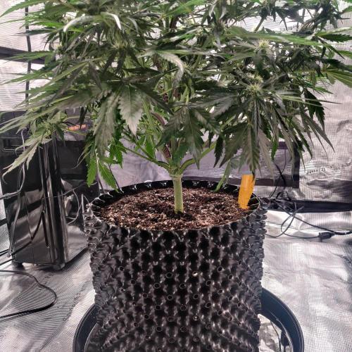 RQS Royal Creamatic. Week 5