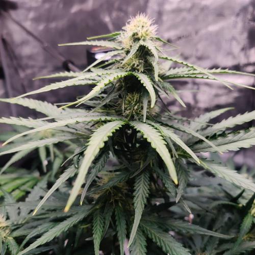RQS Royal Creamatic. Week 5