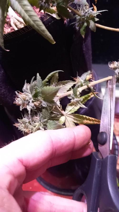 the one that survived