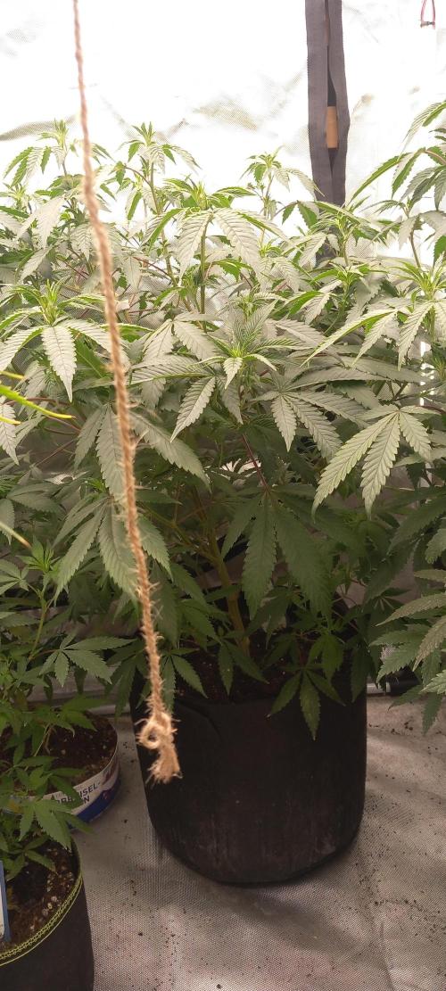 How low can u go. Week 24