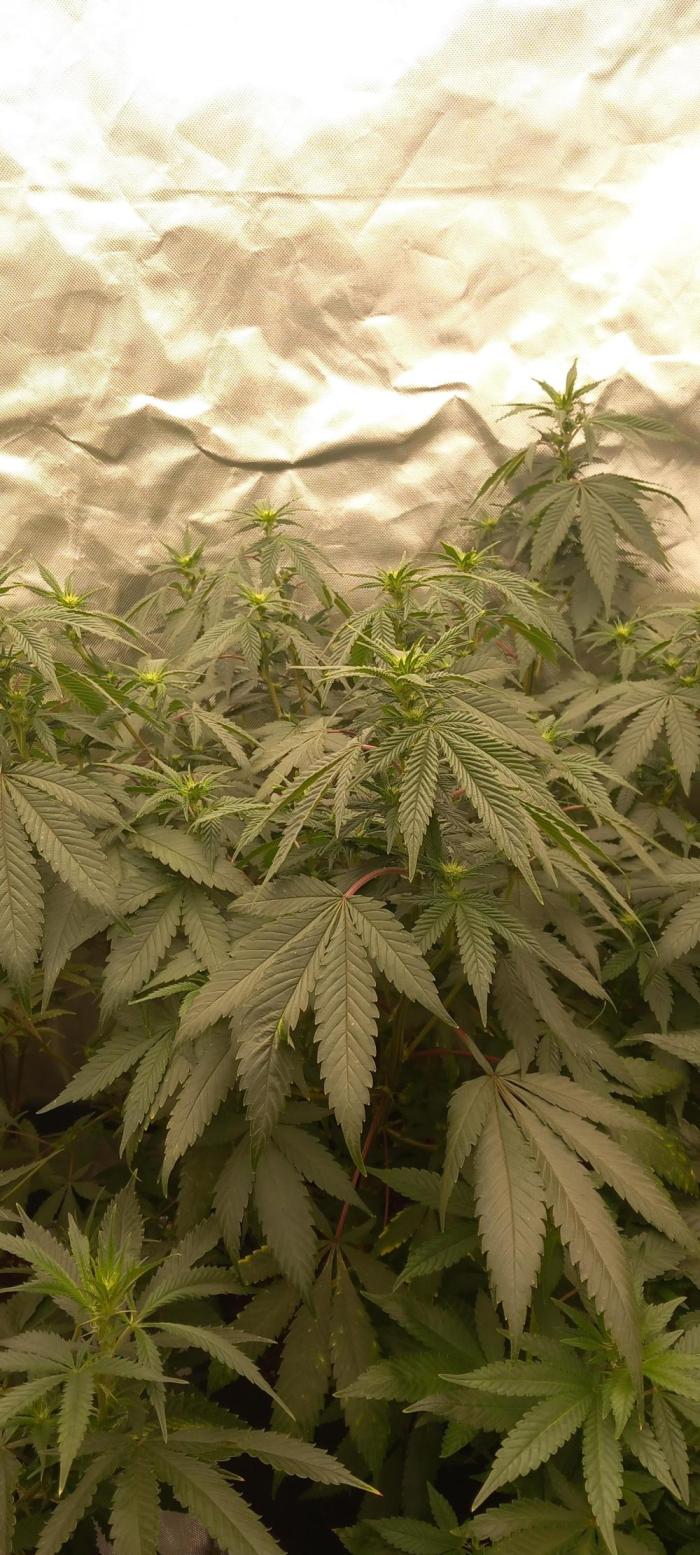 How low can u go. Week 25