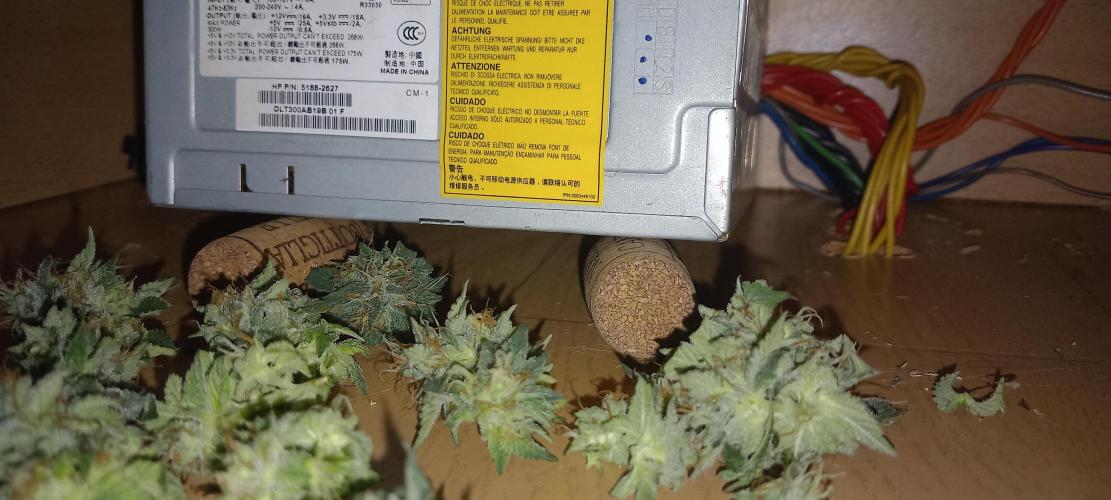 the one that survived. Week 8