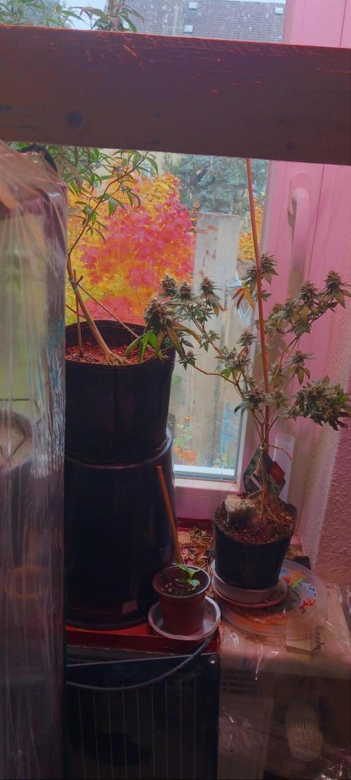 the one that survived. Week 8