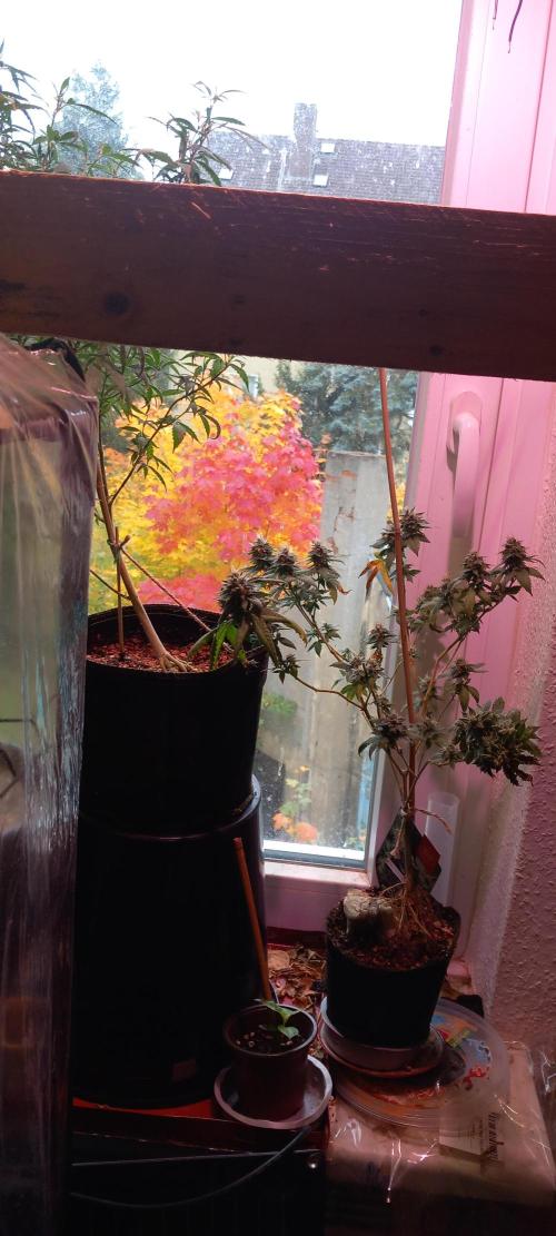 the one that survived. Week 8