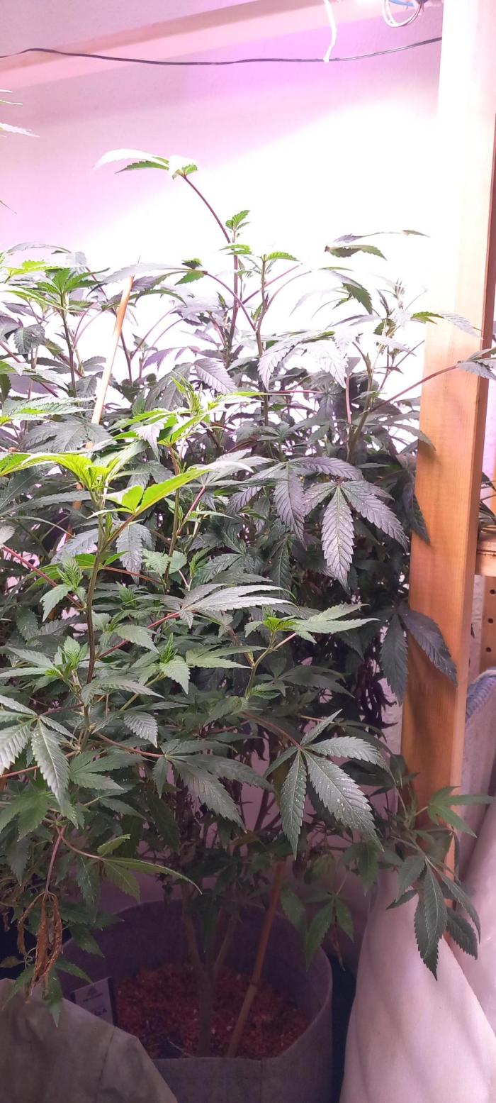 mrs big runtz. Week 12 - The darkest biest of all mothers