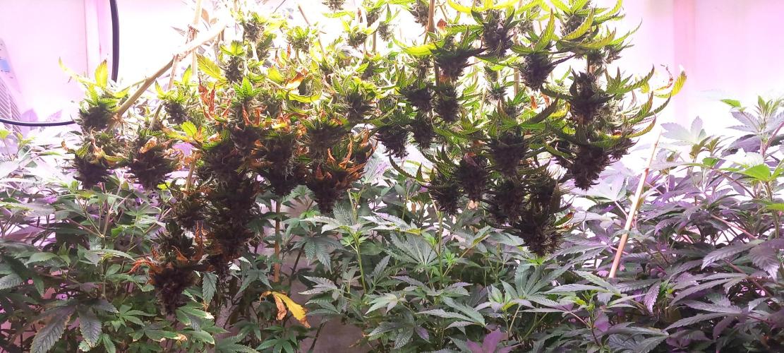 Chr.BerryPurple P autoXPineapple Express. Week 12